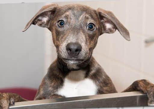 Over 47,000 people heartlessly abandoned their dogs in one year