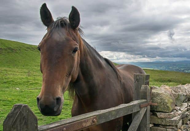 British Veterinary Association (BVA) and British Equine Veterinary Association (BEVA) warning