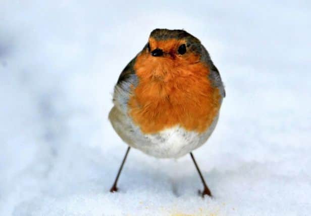 Odds have been slashed on a White Christmas. Photo: David Jones/PA Wire