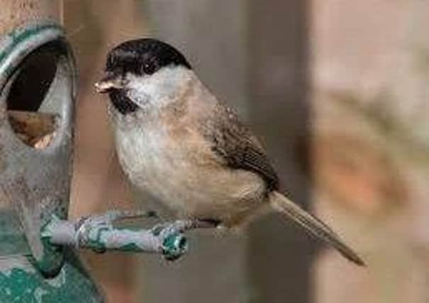 A Marsh tit ANL-151217-154930001