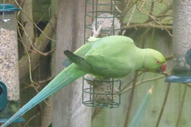 This female ring-necked parakeet appeared on Asfordby man Ken Palmer's garden feeder on Sunday morning (January 31) EMN-160102-093916001