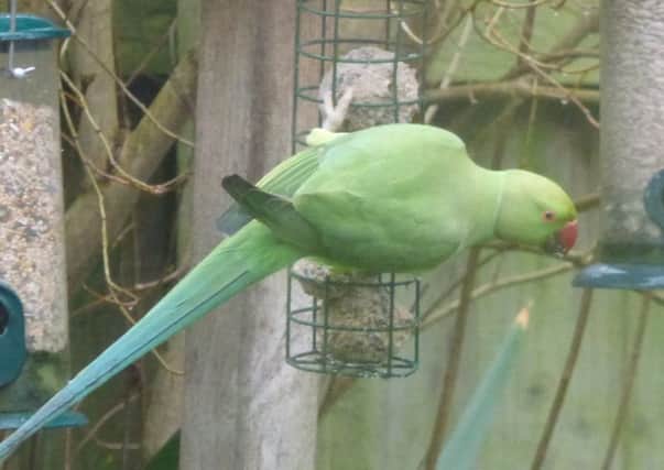 This female ring-necked parakeet appeared on Asfordby man Ken Palmer's garden feeder on Sunday morning (January 31) EMN-160102-093916001