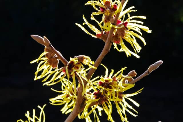 This photo taken by Melton Times reader Tony Cornfield, of Kirton Drive, shows the witch hazel in his garden as the sun breaks through EMN-161002-150427001