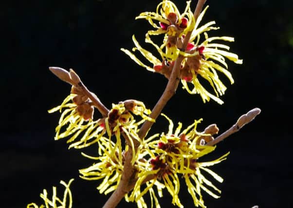 This photo taken by Melton Times reader Tony Cornfield, of Kirton Drive, shows the witch hazel in his garden as the sun breaks through EMN-161002-150427001