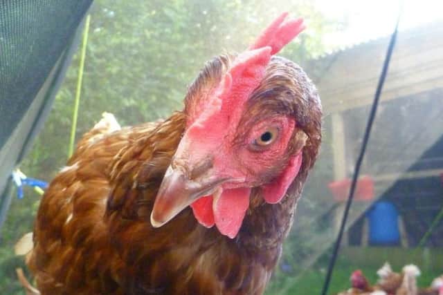 Fresh Start for Hens