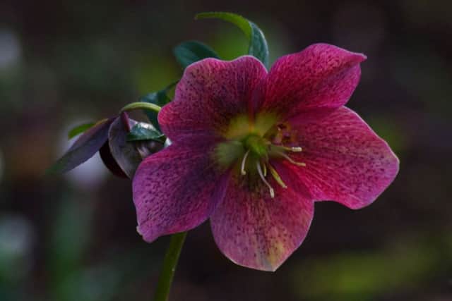 This photo of a Lenten rose (Hellebore) was taken by Melton Times reader Tony Cornfield EMN-160203-123338001