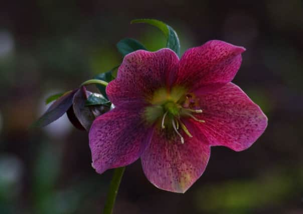 This photo of a Lenten rose (Hellebore) was taken by Melton Times reader Tony Cornfield EMN-160203-123338001