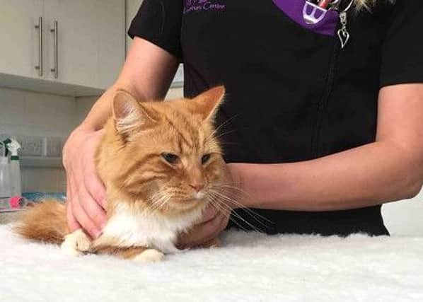 Kings Veterinary Centre in Melton has achieved gold standard accreditation as a cat friendly clinic EMN-160225-164303001