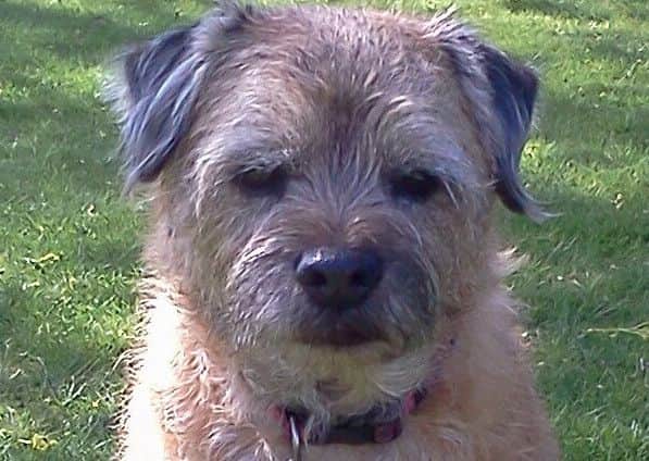 Is your dog microchipped?