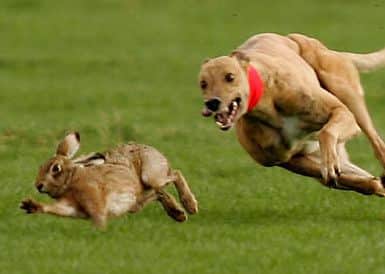 Hare coursing ANL-160401-095543001 ANL-160401-095543001