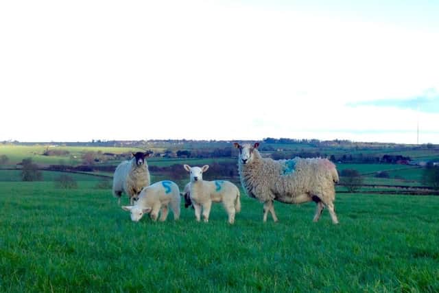 This photo sent in by Melton Times reader Anna Stasinska was taken at the top of the Old Brickyard Tea Garden in Scalford, with views across to Waltham. EMN-160323-131824001