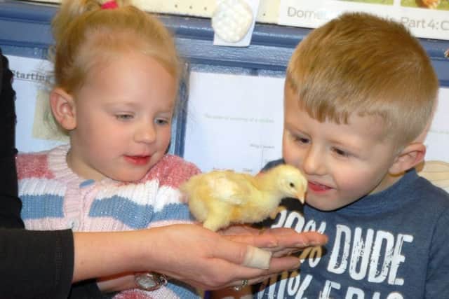 Rae Haynes and Riley Pycroft say hello to one of their chicks
PHOTO: Tim Williams
