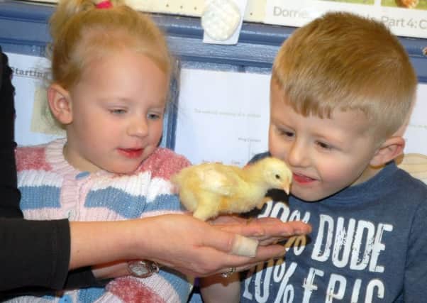 Rae Haynes and Riley Pycroft say hello to one of their chicks 
PHOTO: Tim Williams