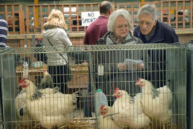 The Spring Rare Breeds Show, held at Melton Cattle Market, is one of the staple annual events in Melton's rural calendar
PHOTO: Tim Williams EMN-140423-103048001