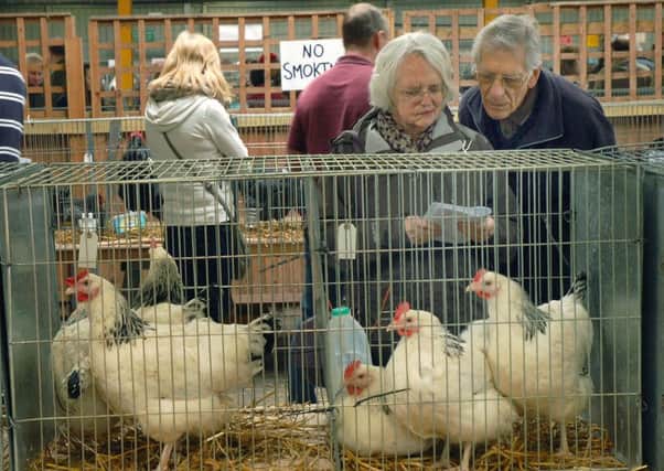 The Spring Rare Breeds Show, held at Melton Cattle Market, is one of the staple annual events in Melton's rural calendar 
PHOTO: Tim Williams EMN-140423-103048001