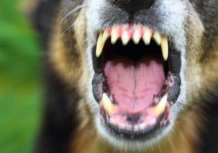 Police reveal the number of dangerous dogs seized