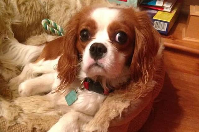 Get your dog microchipped for free EMN-160422-133553001
