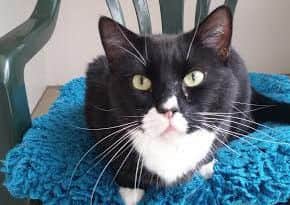 A cat