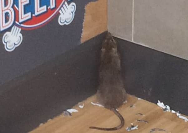 The rat spotted inside the Domino's Pizza outlet on Sherrard Street, Melton EMN-160526-101120001