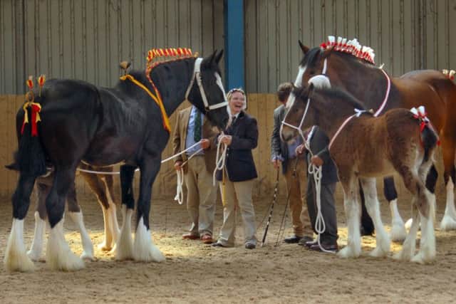Entrants in the mother and foal section at the 2014 Melton Mowbray Heavy Horse Show EMN-160806-095503001