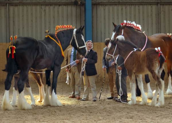 Entrants in the mother and foal section at the 2014 Melton Mowbray Heavy Horse Show EMN-160806-095503001