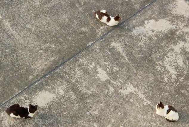 Calls for tougher controls on cat population