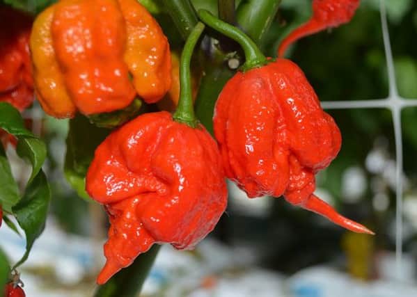 A Carolina Reaper chilli (image: Tesco)