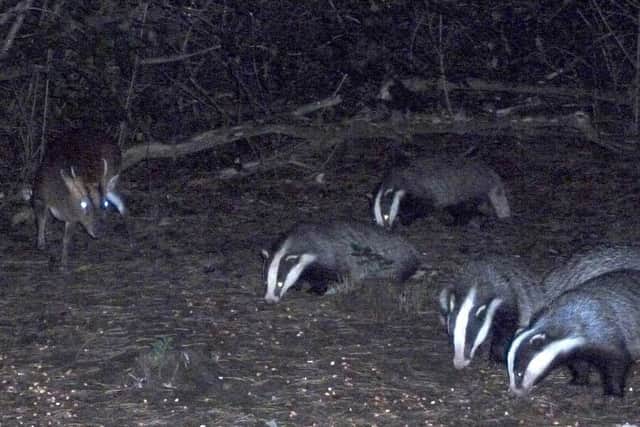 Badger watches are taking place at Holwell Nature Reserves throughout the summer PHOTO: Supplied