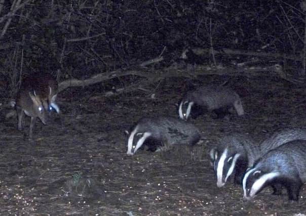 Badger watches are taking place at Holwell Nature Reserves throughout the summer  PHOTO: Supplied