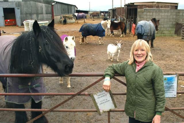 Carole Fielding from Pablo's Horse Sanctuary
PHOTO: Tim Williams EMN-150910-163006001
