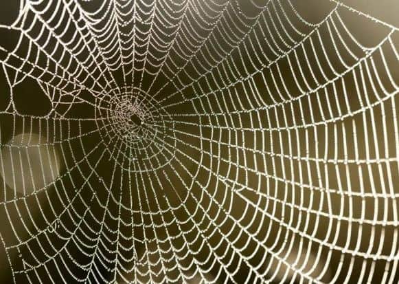 Spider season is upon us!