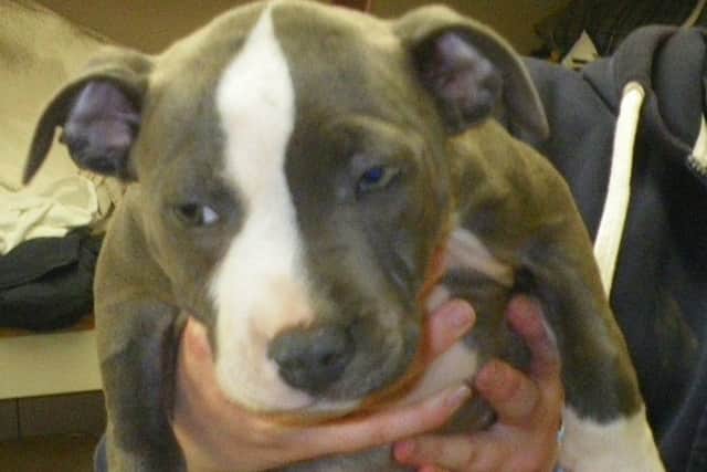 Nine-week-old puppy Gypsy shortly after she was rescued EMN-160915-173147001