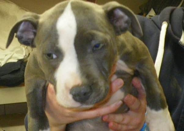 Nine-week-old puppy Gypsy shortly after she was rescued EMN-160915-173147001