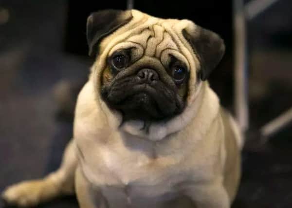 Flat-faced dogs such as pugs can suffer from eye ulcers and severe breathing difficulties