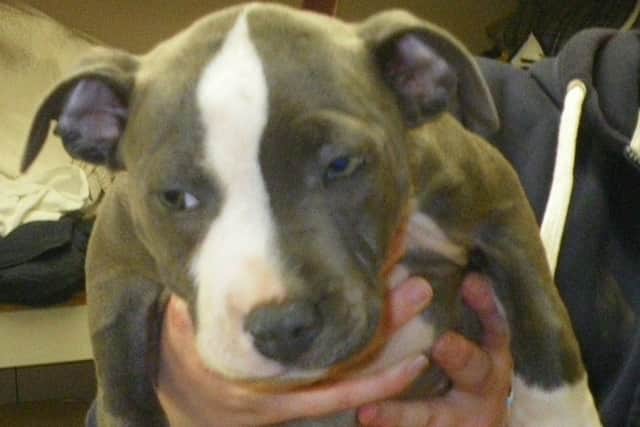 Nine-week-old puppy Gypsy shortly after she was rescued EMN-160929-130946001