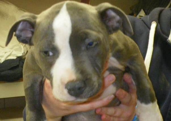 Nine-week-old puppy Gypsy shortly after she was rescued EMN-160929-130946001