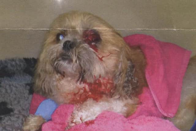 Melton Shih Tzu dog Billy pictured after being savagely attacked in the town by another dog while both were being walked by their owners