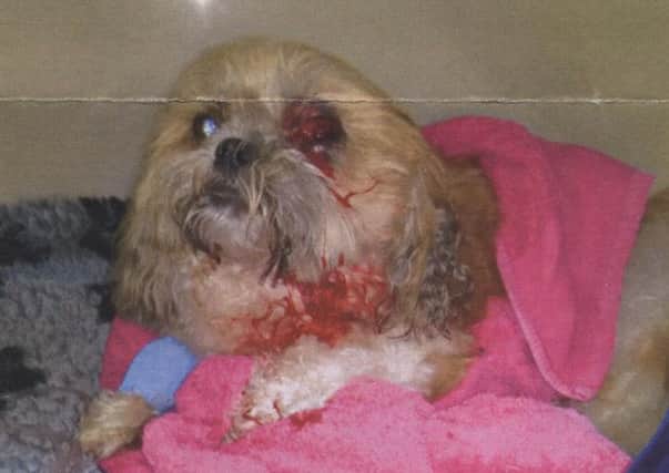 Melton Shih Tzu dog Billy pictured after being savagely attacked in the town by another dog while both were being walked by their owners