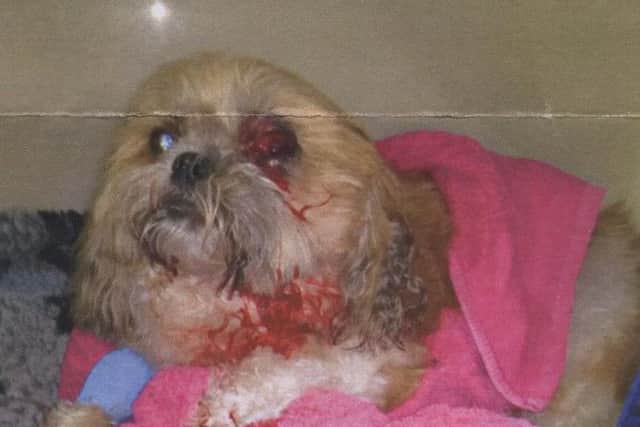 Melton Shih Tzu dog Billy pictured after being savagely attacked in the town by another dog while both were being walked by their owners EMN-161031-163253001