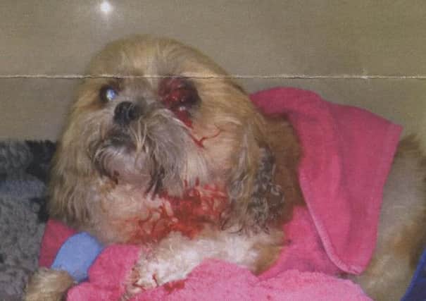 Melton Shih Tzu dog Billy pictured after being savagely attacked in the town by another dog while both were being walked by their owners EMN-161031-163253001