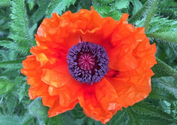 jpns-04-11-16 your view poppy
An Autumnal poppy photo from the Havant area!
Picture: Jo Carter, Havant.