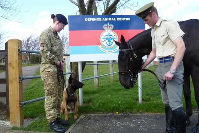 Melton's Defence Animal Centre, its soldiers and animals, will be the focus of a three-part ITV documentary due to be screened in June EMN-160811-121241001