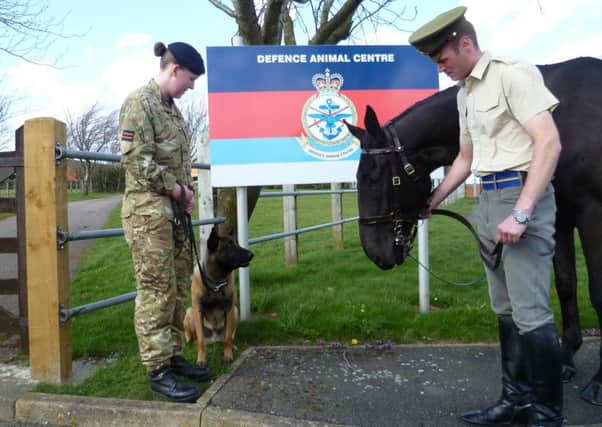Melton's Defence Animal Centre, its soldiers and animals, will be the focus of a three-part ITV documentary due to be screened in June EMN-160811-121241001