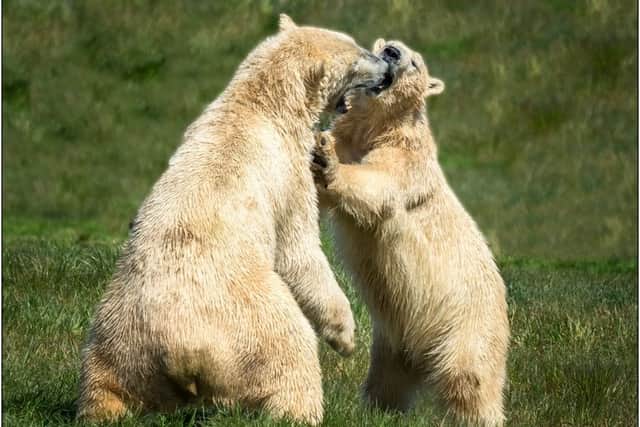 Sparring bears by Dennis Watts