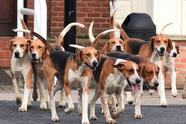 Hounds of the Belvoir Hunt
