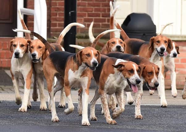 Hounds of the Belvoir Hunt