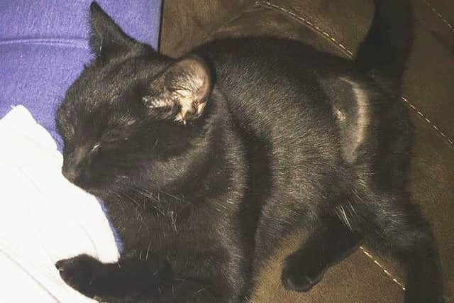 Meereen, a seven-month-old cat which was one of five which died after ingesting toxic anti-freeze in the Victor Avenue of Melton EMN-161219-115439001