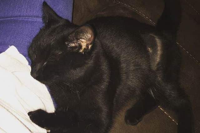 One of the cats killed by anti-freeze poisoning in Victor Court, Melton EMN-161214-164547001