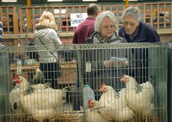 Poultry on show during the Spring rare breeds show, held at Melton Cattle Market EMN-171001-141831001