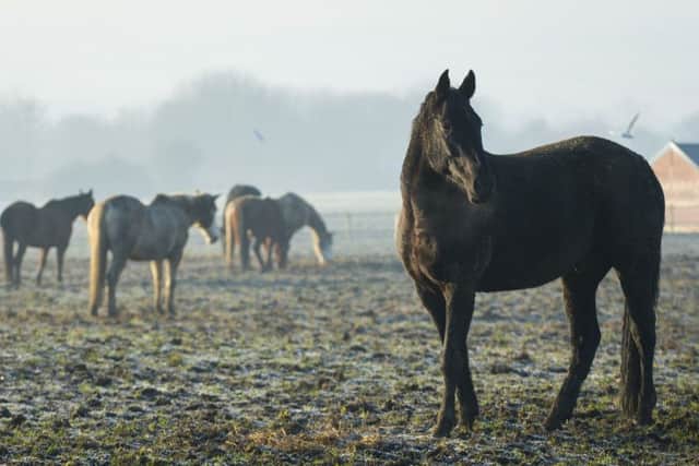 Pictured: Horses in the field that they have been able to run around in to let off steam from a busy ceremonial period last year.
Horses based in London have been at the Defence Animal Centre since November having a well-deserved grass rest from their ceremonial duties. They are now rested and being transported back to HQ London District to be groomed and shod for their build up exercises, ready to start their ceremonial duties.
Photographer:
Corporal Dek Traylor / MoD Crown EMN-170131-102448001